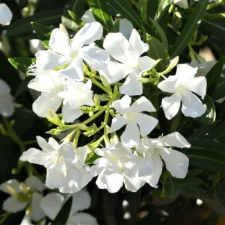 Kanher White