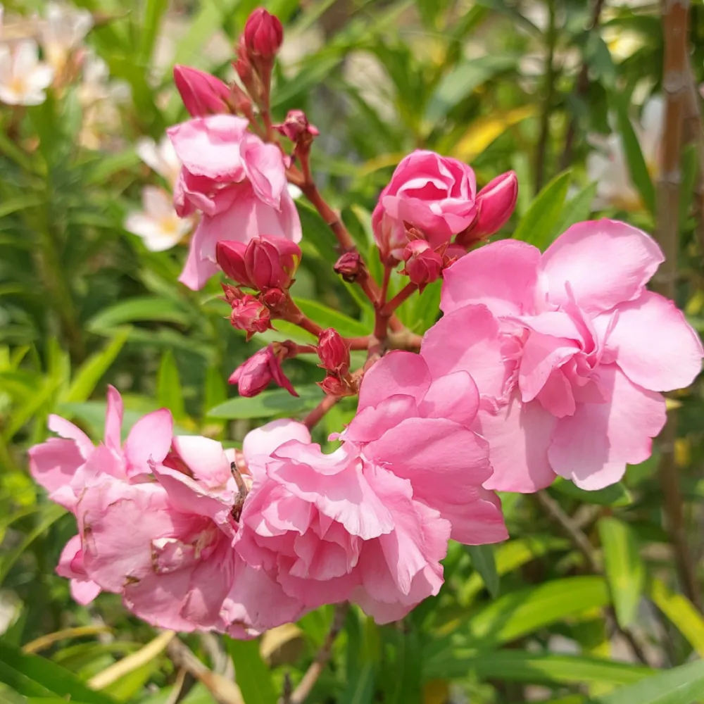 product-gallery