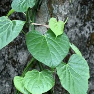 Neem Giloy