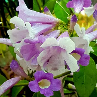 Garlic Creeper