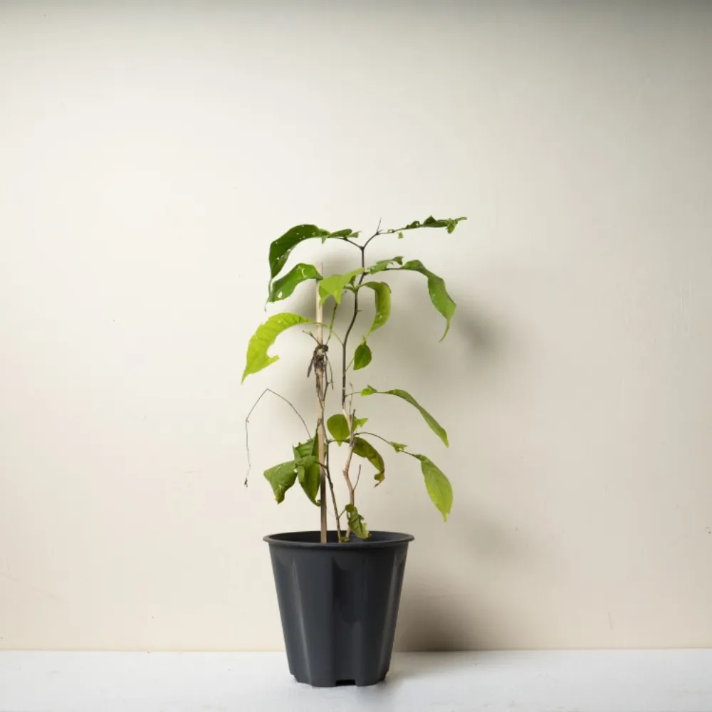 product-gallery