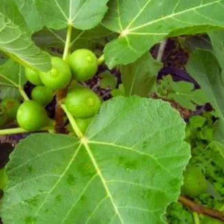 Anjeer Fig