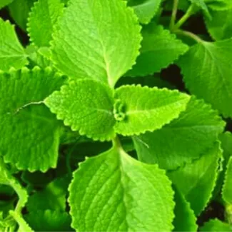 Ajwain