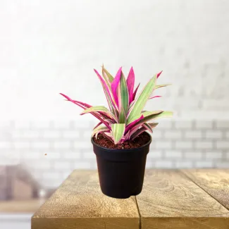 Roheo Pink