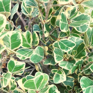 Ficus Traingular Variegated