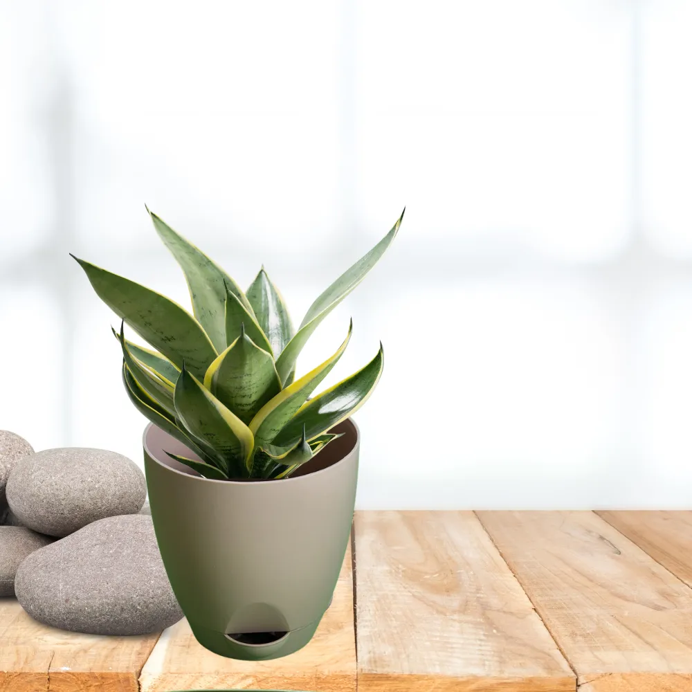 product-gallery