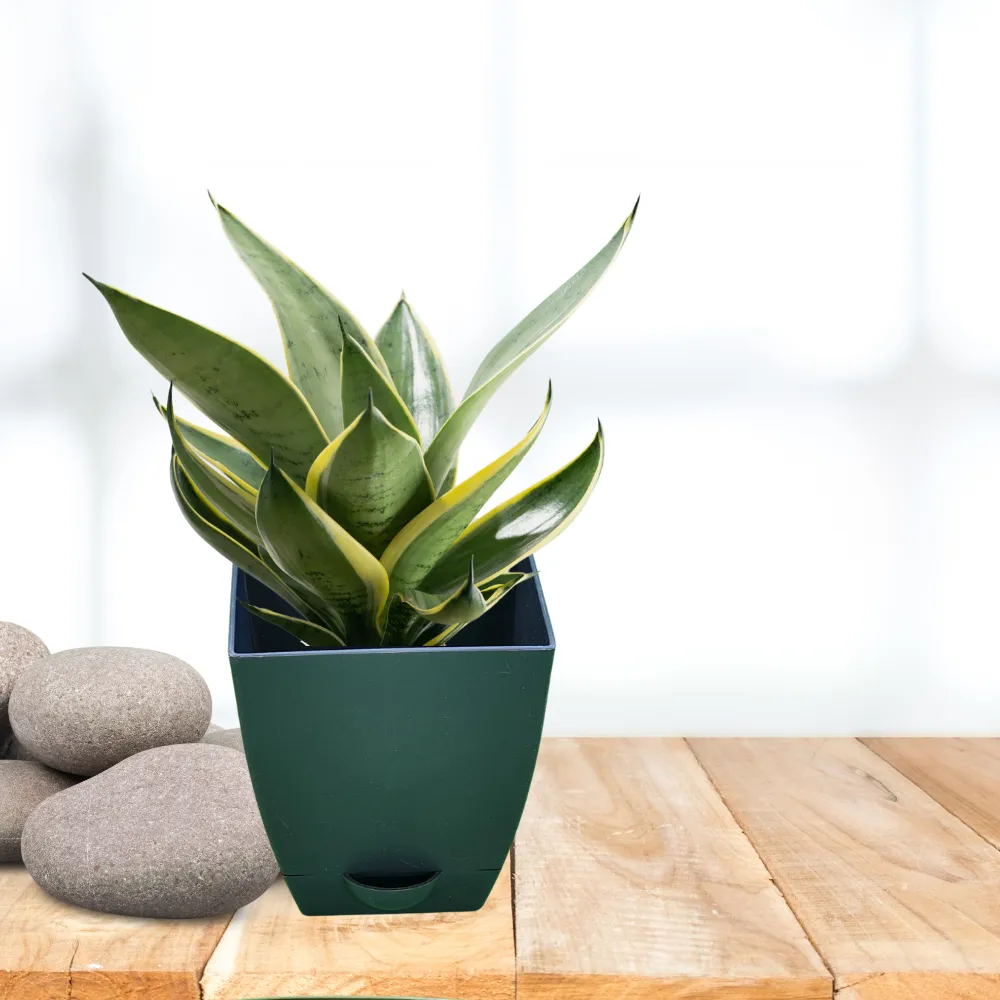 product-gallery