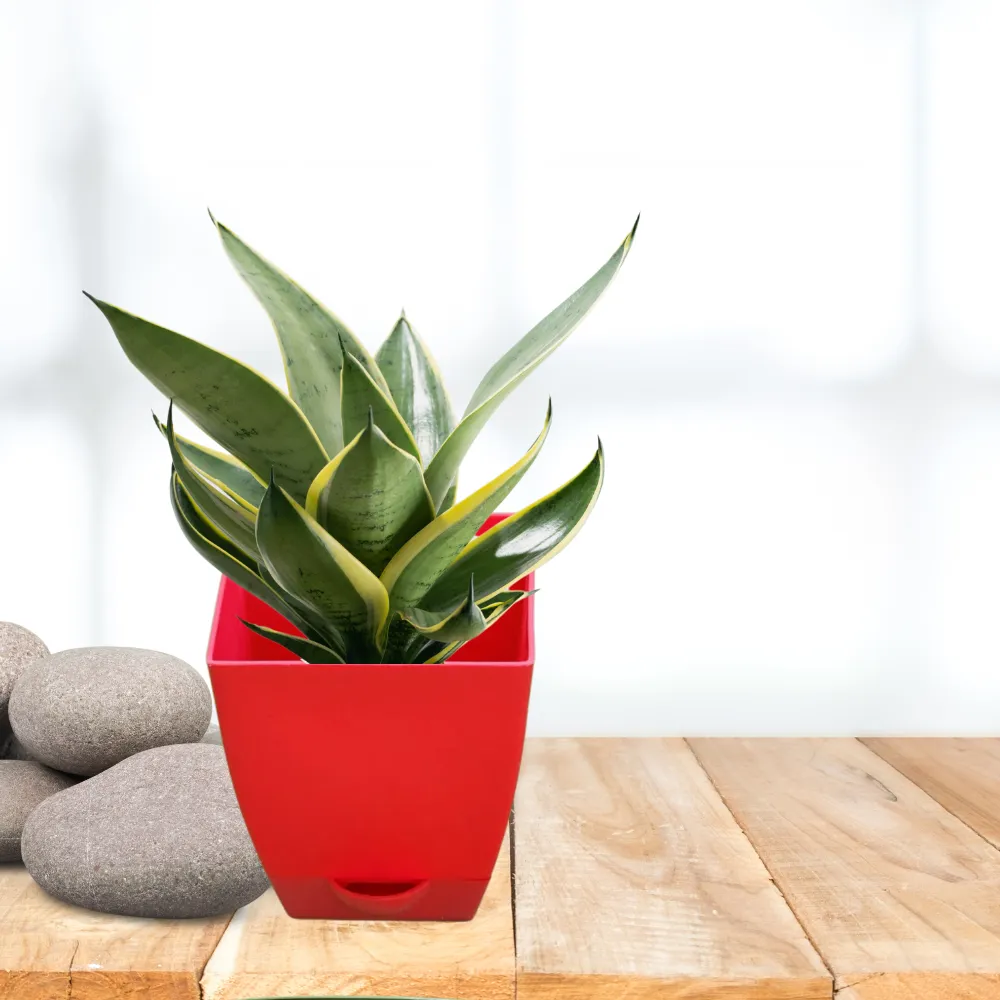 product-gallery