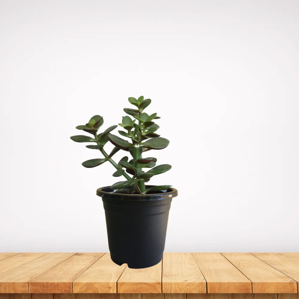 product-gallery