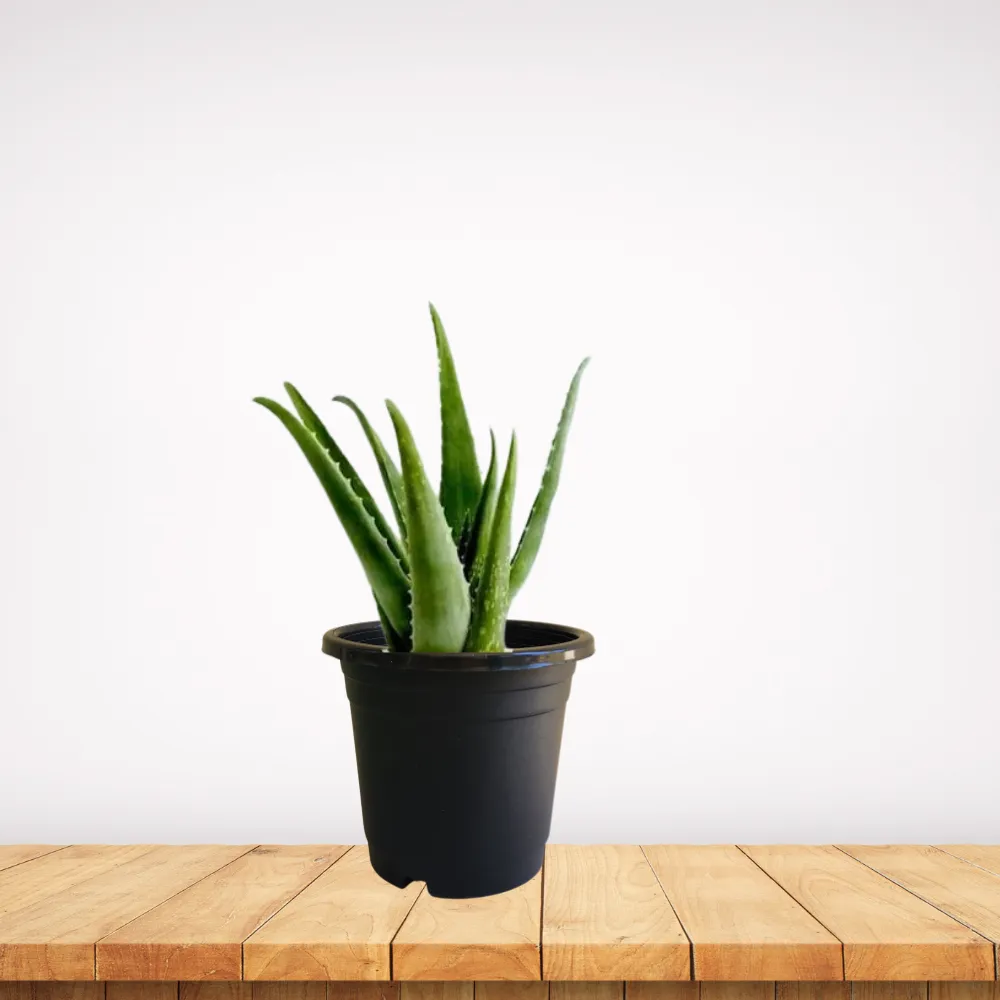 product-gallery