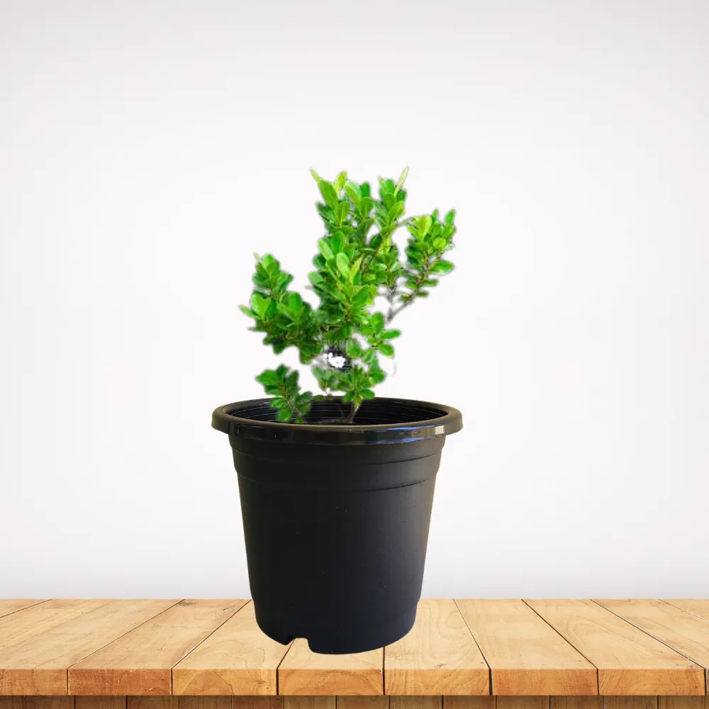 product-gallery