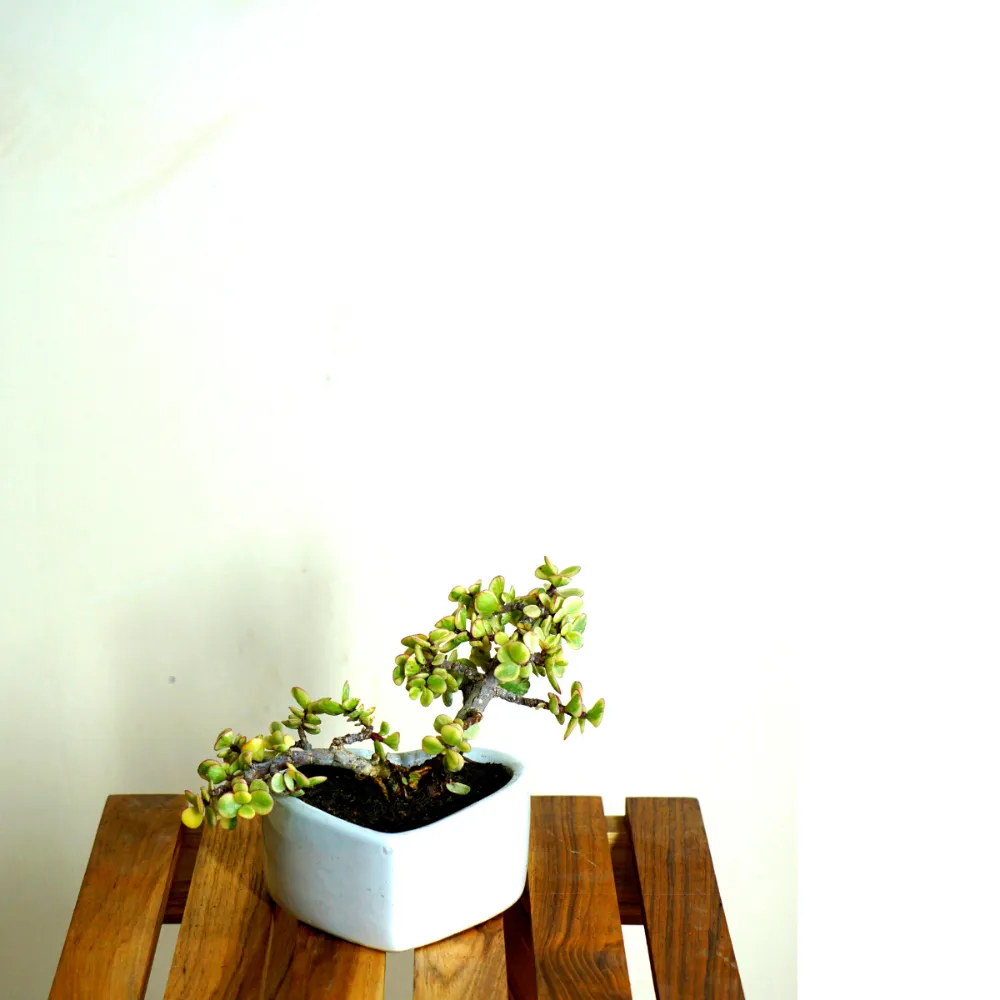 product-gallery