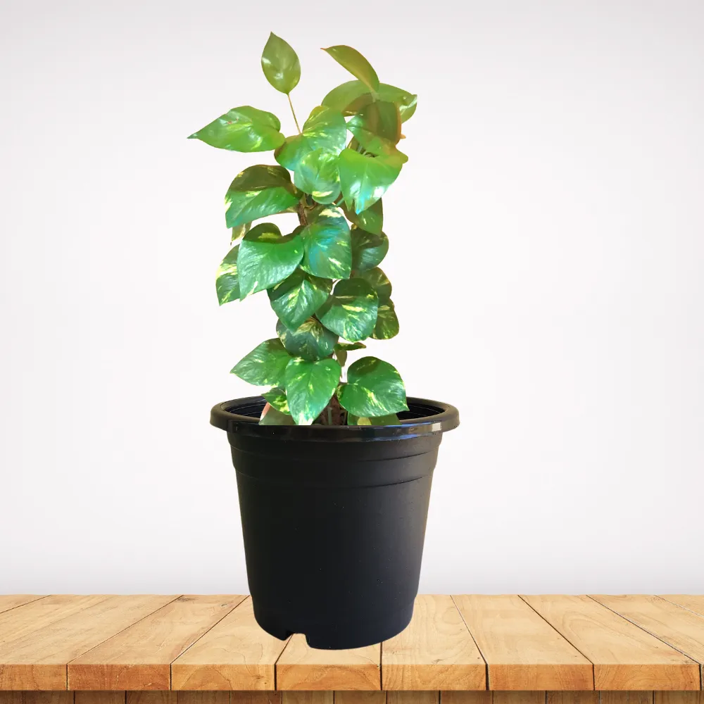 product-gallery