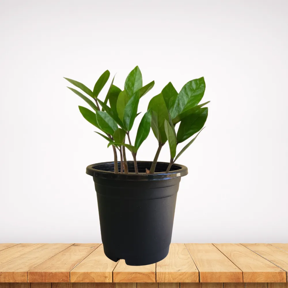 product-gallery