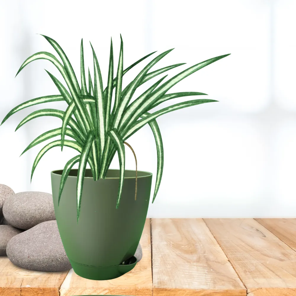 product-gallery