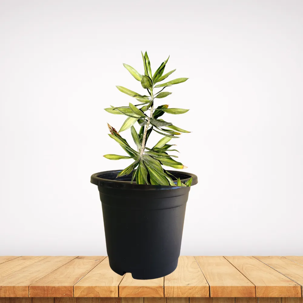 product-gallery