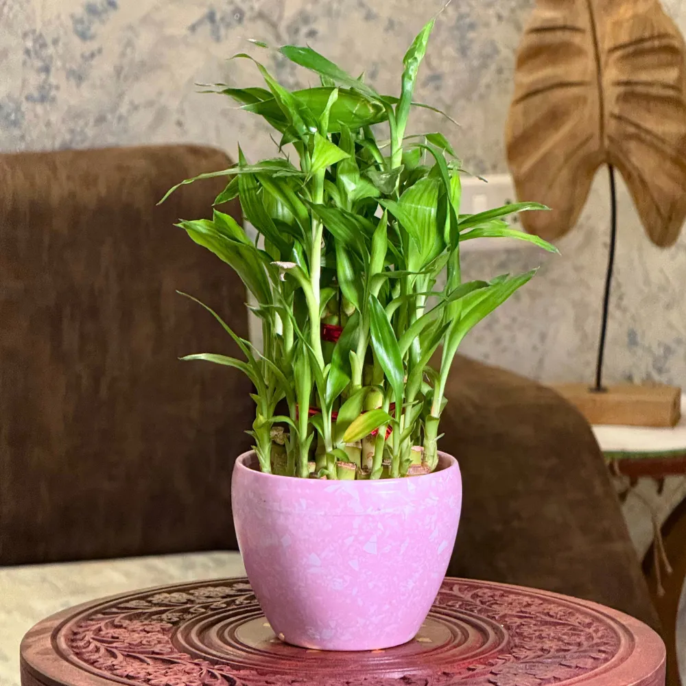 product-gallery