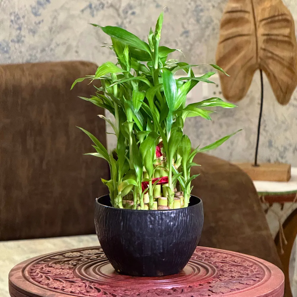 product-gallery