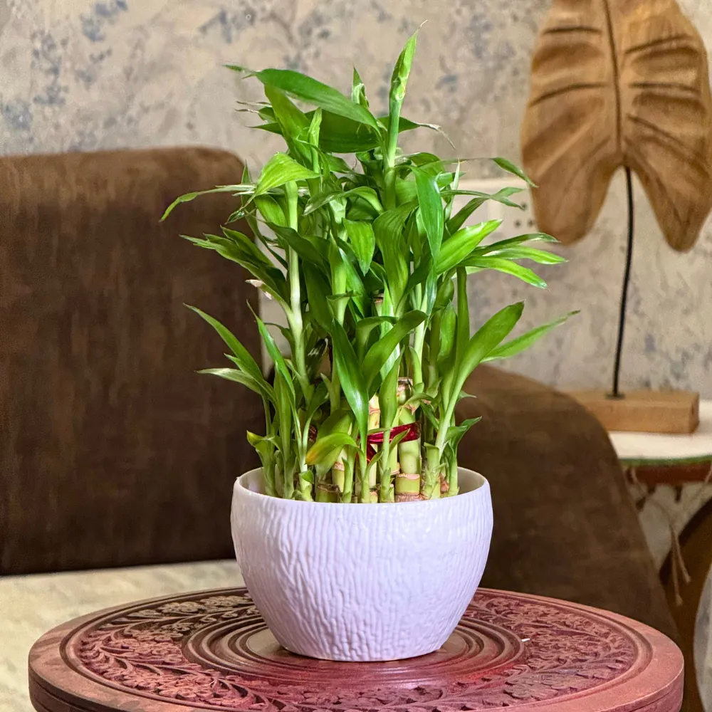 product-gallery