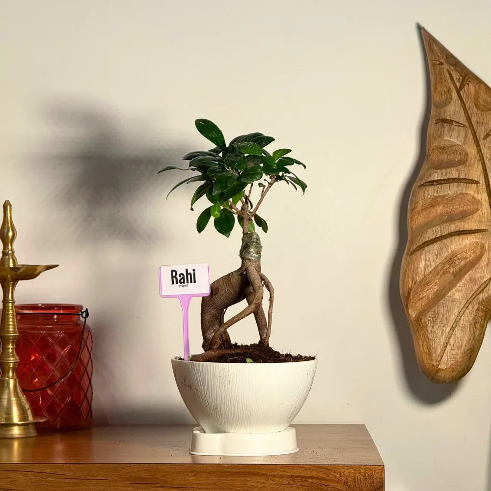product-gallery