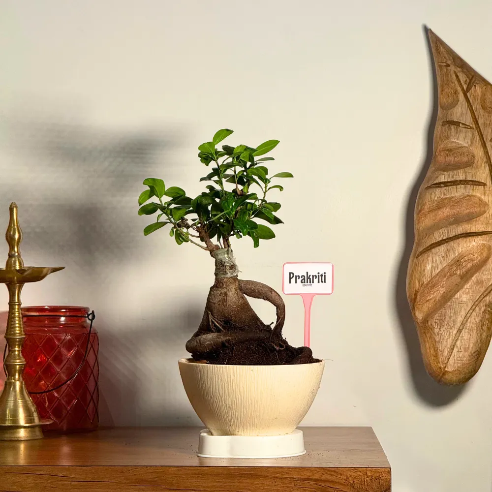product-gallery