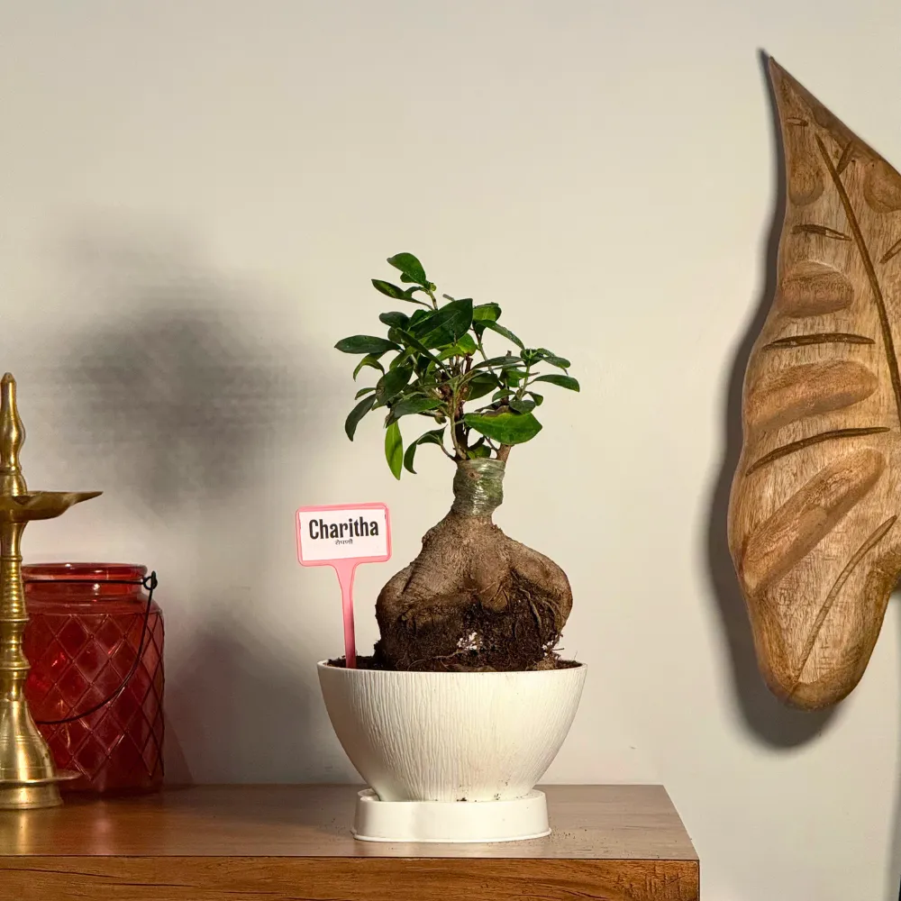 product-gallery