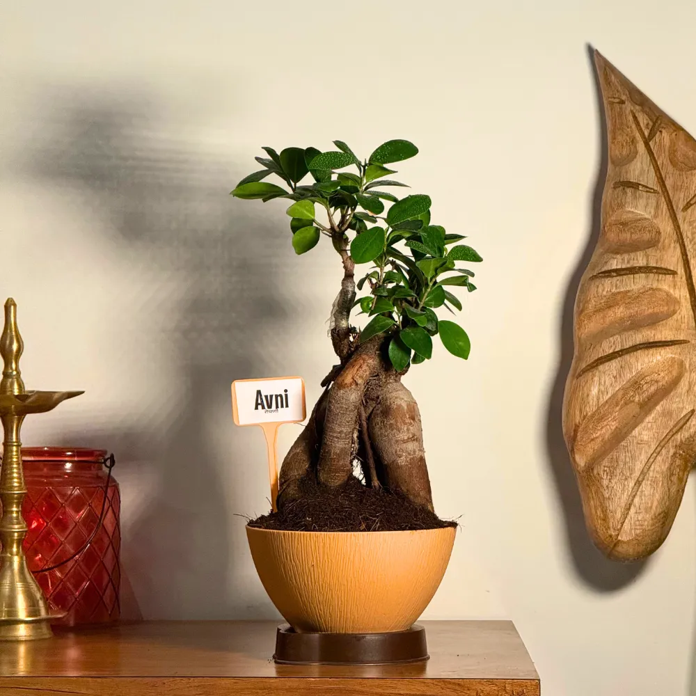 product-gallery