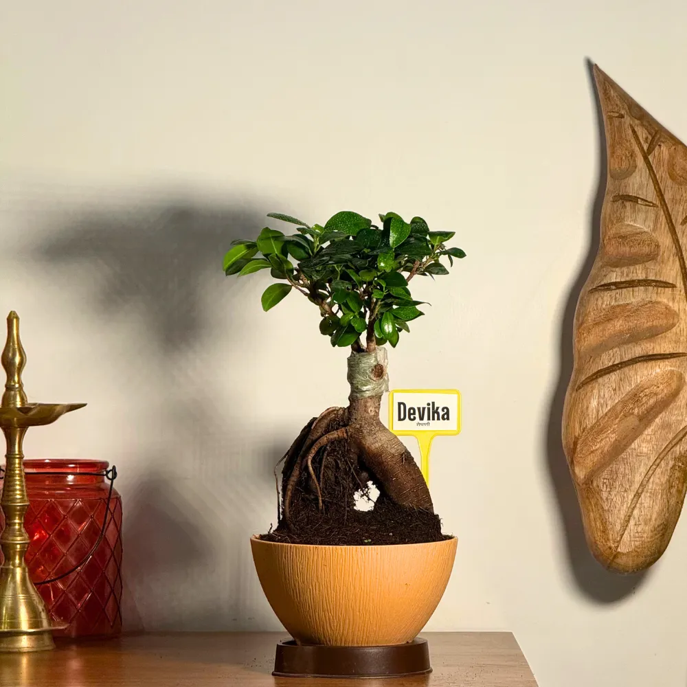 product-gallery