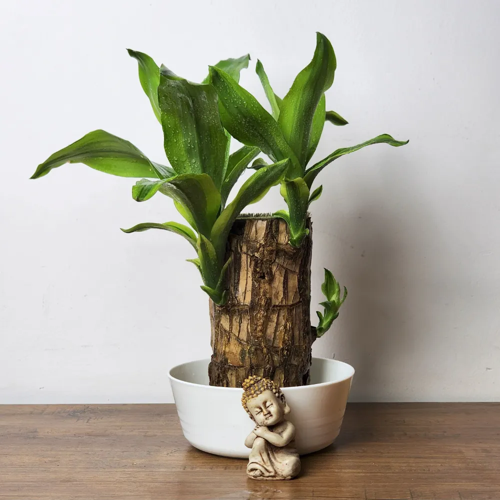 product-gallery