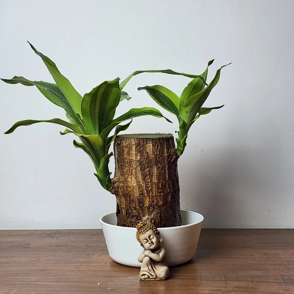 product-gallery