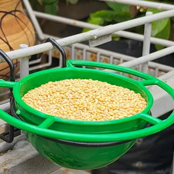 Bowl Shaped Food Feeder- Small
